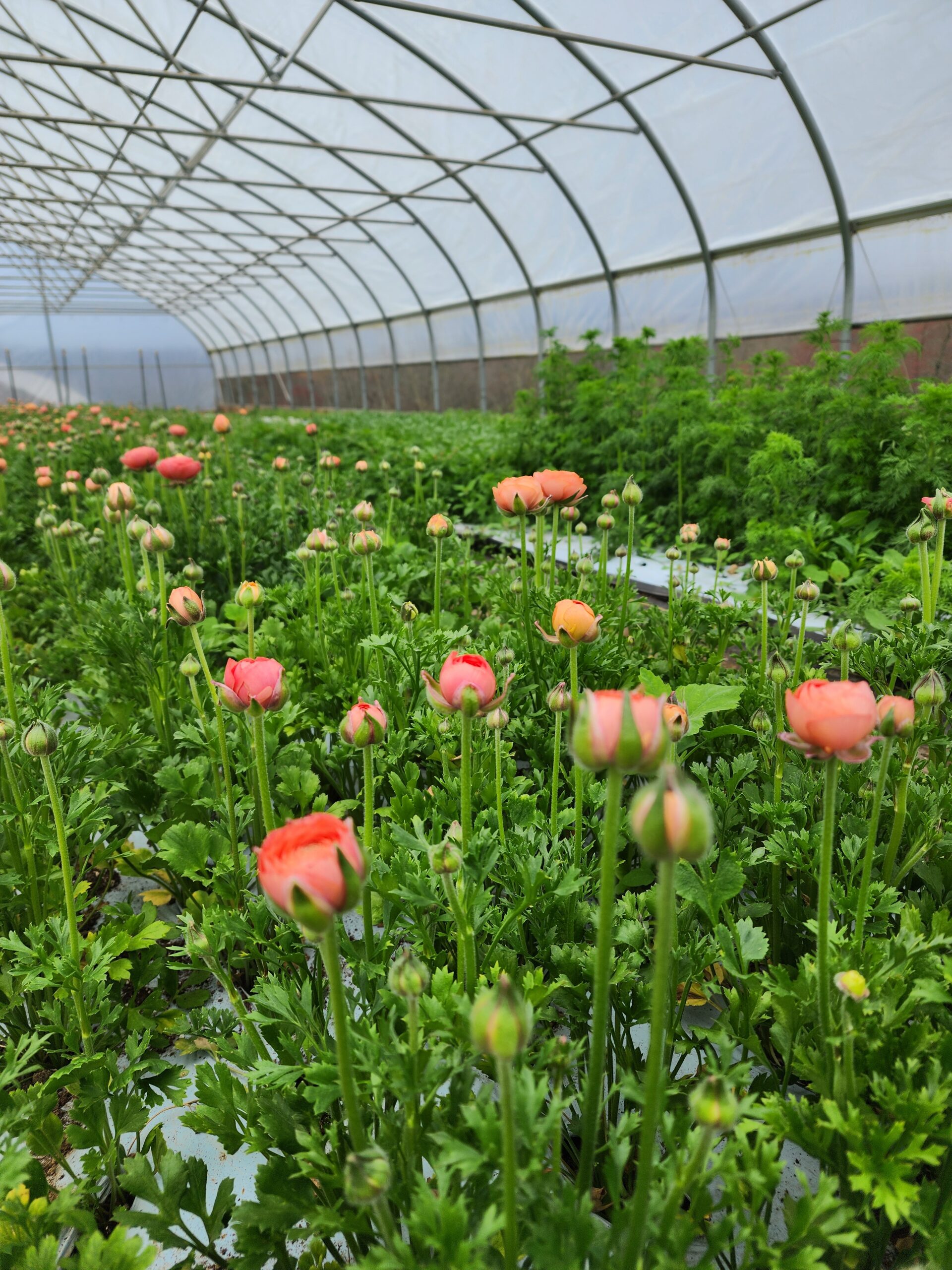 Flower Farm Team Member